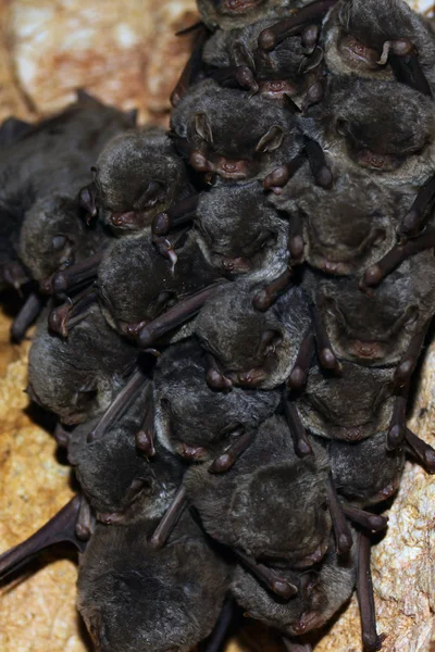 Una colocolonia de murciélagos — Foto de Stock