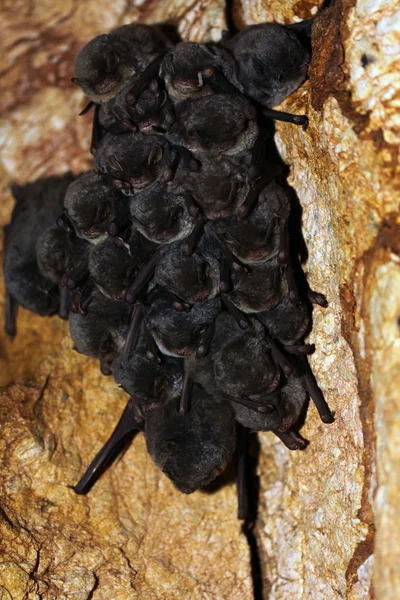 Una colocolonia de murciélagos —  Fotos de Stock