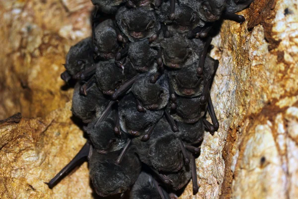 A colocolony of bats — Stock Photo, Image