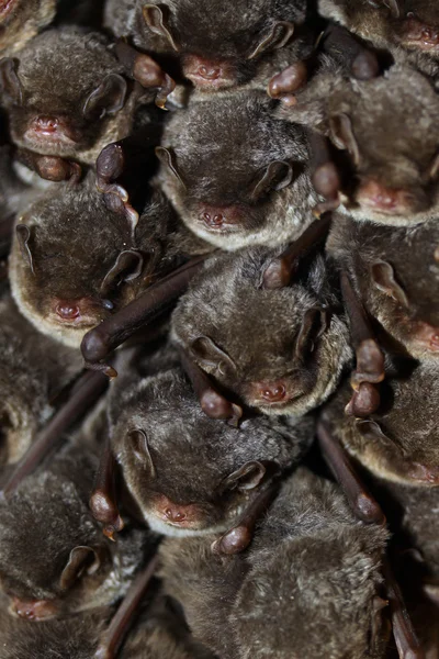 A colocolony of bats — Stock Photo, Image