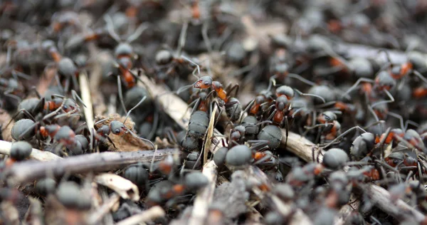 Formiche nella foresta — Foto Stock