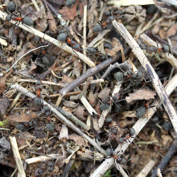Ameisen im Wald — Stockfoto