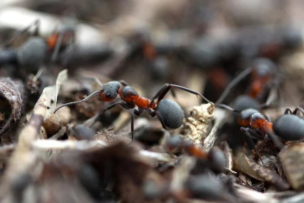 Myror i skogen — Stockfoto