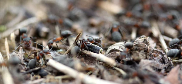 숲 속의 개미들 — 스톡 사진