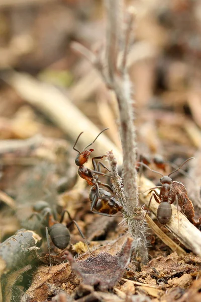 Formiche nella foresta — Foto Stock