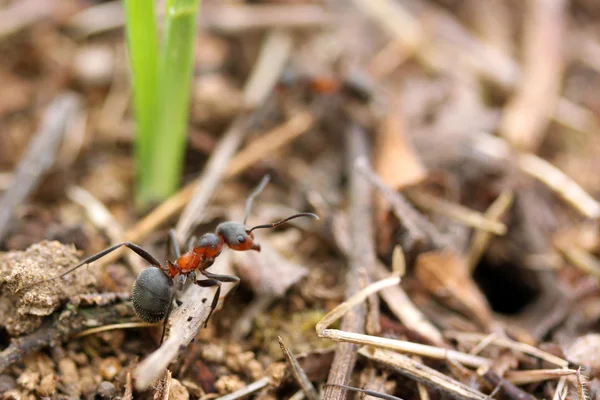 Ormandaki karıncalar — Stok fotoğraf