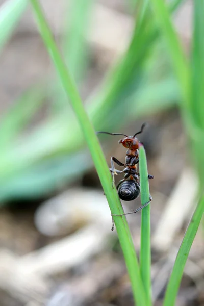 Hormigas en la hierba —  Fotos de Stock