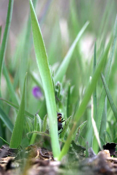 蚂蚁在草 — 图库照片