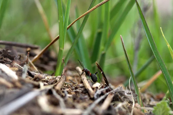 Ameisen im Gras — Stockfoto