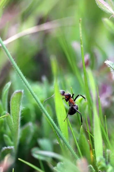 Τα μυρμήγκια στο χόρτο — Φωτογραφία Αρχείου