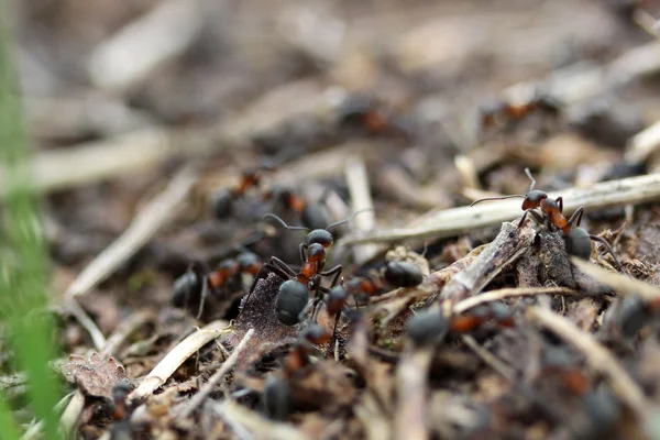 Mravenci v lese — Stock fotografie