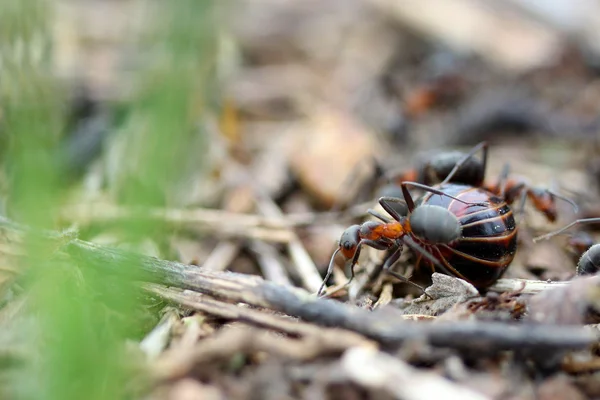 Ormandaki karıncalar — Stok fotoğraf