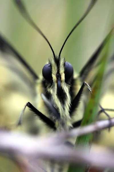 Ormandaki kelebek — Stok fotoğraf