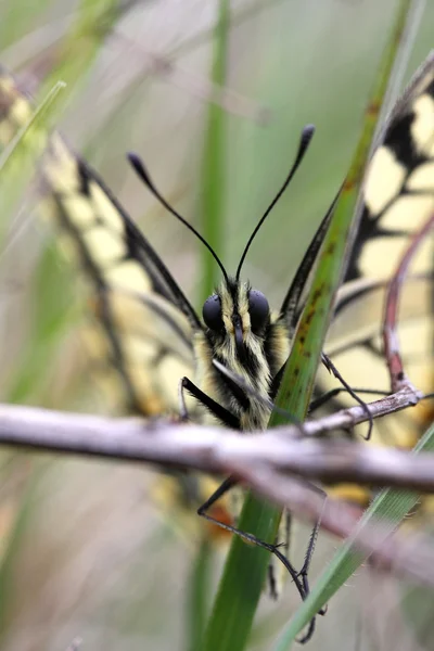 Motýl v lese — Stock fotografie