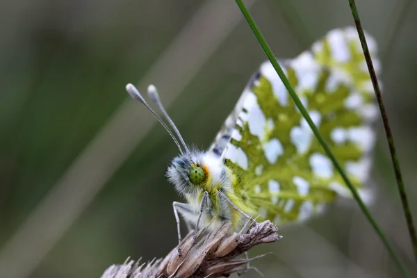 Mariposa en el bosque — Foto de Stock