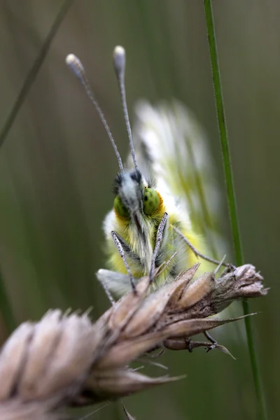 Mariposa en el bosque — Foto de Stock