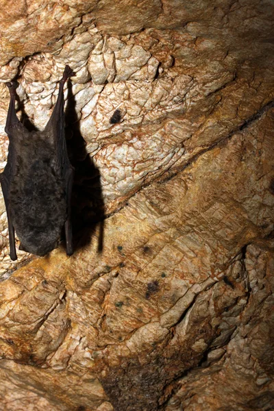 Portrait of a horseshoe bat. — Stock Photo, Image