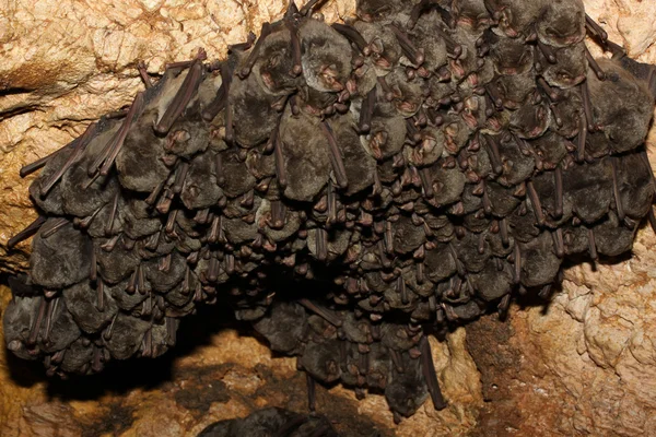 Colocolony netopýrů — Stock fotografie
