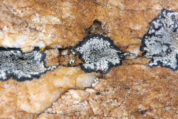 Mousses et lichens — Photo