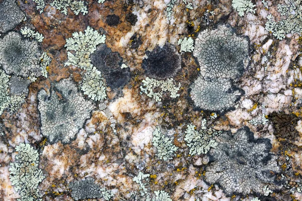 Mosses and lichens — Stock Photo, Image