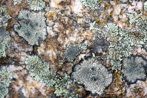 Muschi e licheni — Foto Stock