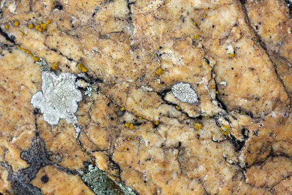 Mousses et lichens — Photo