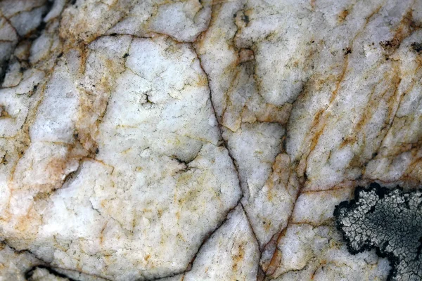 Lichen sobre roca oscura —  Fotos de Stock