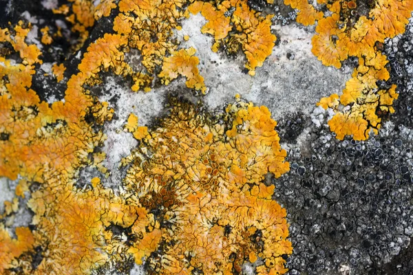 Mosses and lichens — Stock Photo, Image