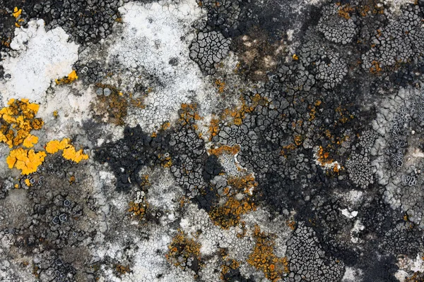 Lichen on dark rock — Stock Photo, Image