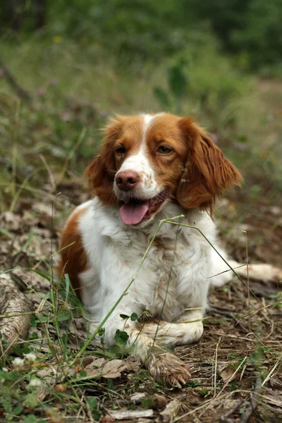 stock image Cocker Spaniel