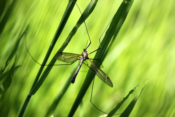 Bug em um ramo de grama — Fotografia de Stock