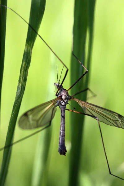 Bug em um ramo de grama — Fotografia de Stock