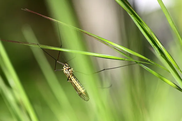 Bug sur une branche d'herbe — Photo