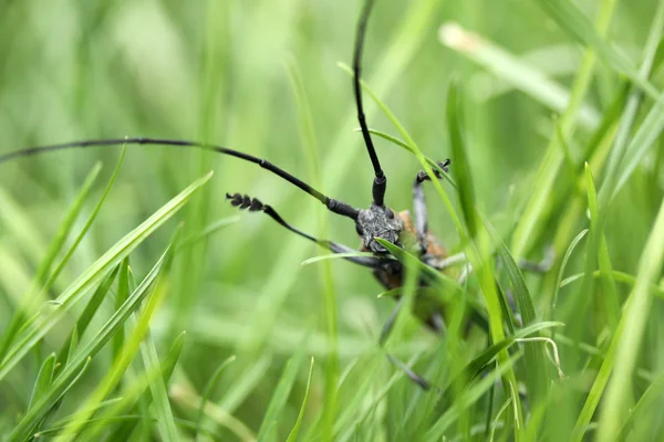 Käfer auf einem Graszweig — Stockfoto