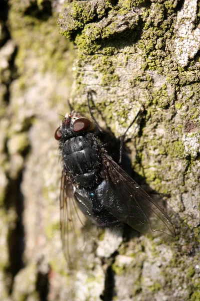 Fly on the bark — Stock Photo, Image