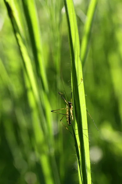 Käfer auf einem Graszweig — Stockfoto