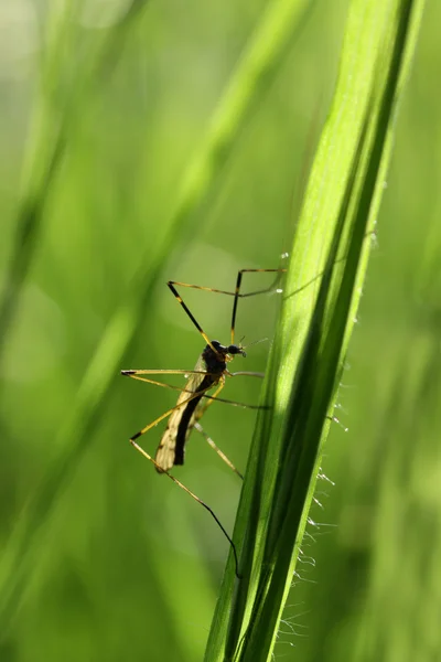Bug su un ramo d'erba — Foto Stock