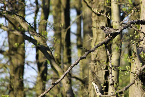 Blackbird, Turdus merula, wanita lajang dengan sarang materia — Stok Foto