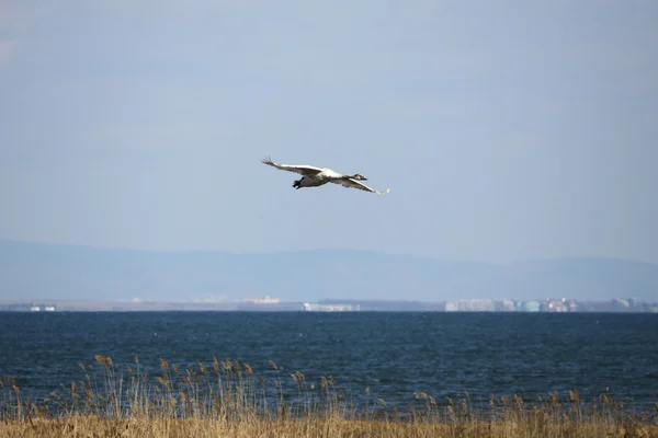 Одинокий лебедь в пустом небе — стоковое фото