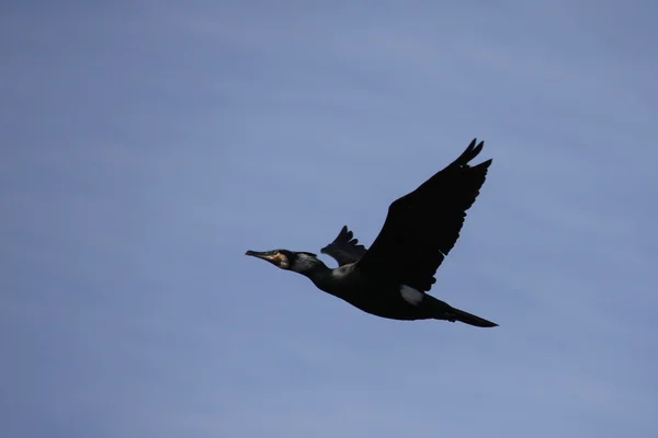 Black cormorant (phalacrocorax carbo) flying — Stock Photo, Image