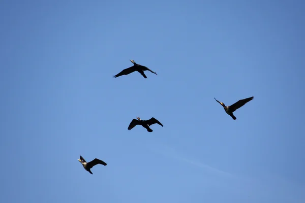 Black cormorant (phalacrocorax carbo) flying — Stock Photo, Image