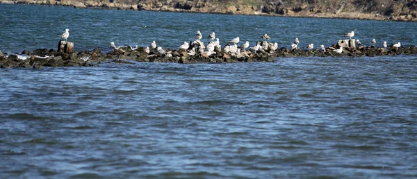 Alcuni gabbiani sulla costa rocciosa — Foto Stock