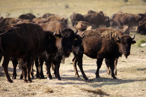 Stock image Buffalo