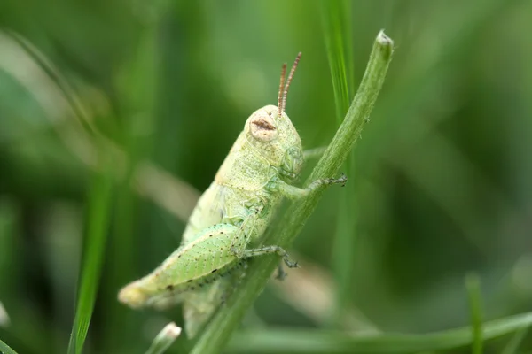 Green katydid — Stock Photo, Image