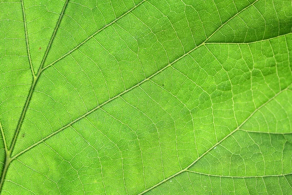stock image Leaf closeup