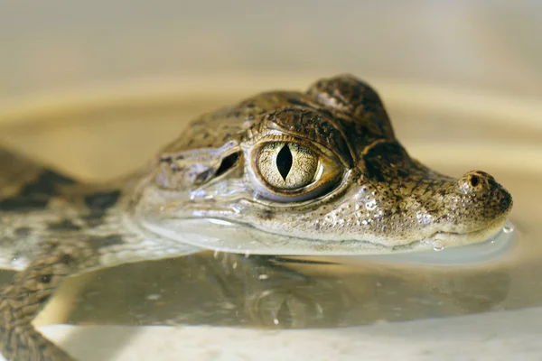 A small alligator — Stock Photo, Image
