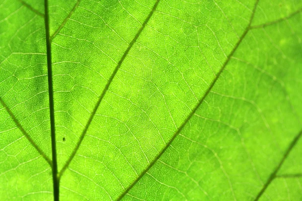 stock image Leaf closeup