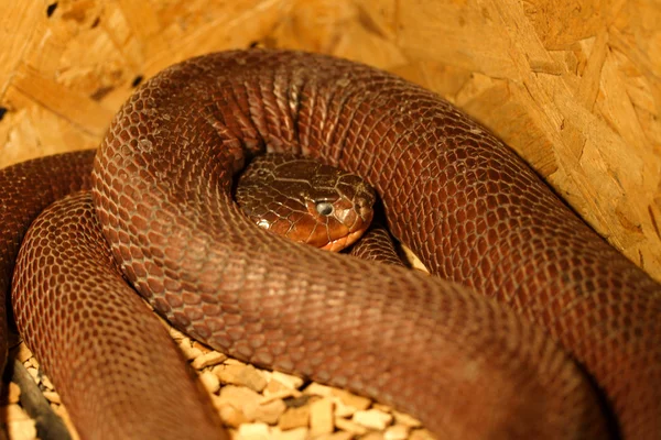 Wąż w terrarium — Zdjęcie stockowe