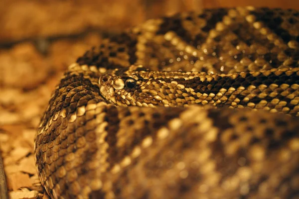 Snake in terrarium — Stock Photo, Image