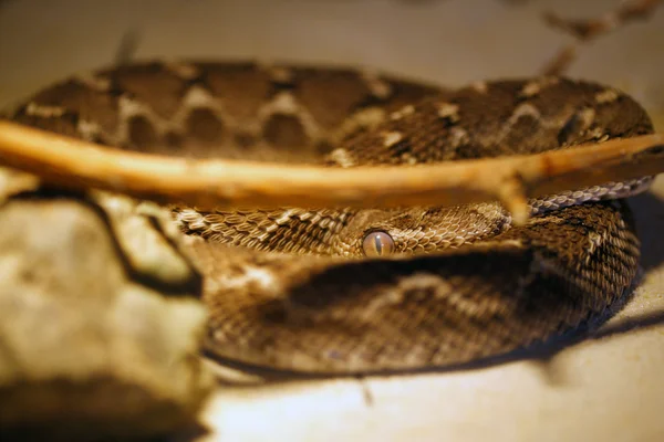 Wąż w terrarium — Zdjęcie stockowe